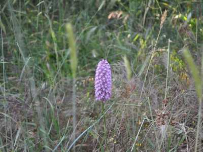 ... piante di timo dal profumo pungente...
